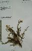 Photo of Calocephalus glabratus () - Sharp, D.,Queensland Herbarium, DES (Licence: CC BY NC)