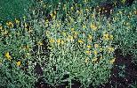 Photo of Chrysocephalum apiculatum (yellow buttons) - Fensham, R.,Queensland Herbarium, DES (Licence: CC BY NC)