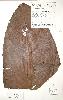 Photo of Epipremnum amplissimum () - Queensland Herbarium, DERM