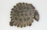 Photo of Rheodytes leukops (Fitzroy River turtle) - Limpus, C.,DEHP,2004