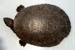 Photo of Emydura macquarii macquarii (Murray turtle) - Limpus, C.,DEHP,2004
