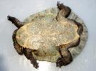 Photo of Emydura macquarii macquarii (Murray turtle) - Limpus, C.,DEHP,2004