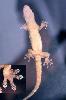 Photo of Hemidactylus frenatus (house gecko) - DEHP,2003