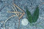 Photo of Marsdenia fraseri (narrow-leaved milk vine) - Forster, P.,Queensland Herbarium, DES (Licence: CC BY NC)