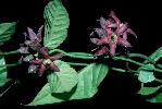 Photo of Marsdenia hemiptera (rusty vine) - Forster, P.,Queensland Herbarium, DES (Licence: CC BY NC)