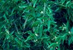 Photo of Marsdenia pleiadenia () - Forster, P.,Queensland Herbarium, DES