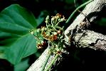 Photo of Marsdenia velutina () - Forster, P.,Queensland Herbarium, DES (Licence: CC BY NC)