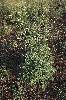 Photo of Parthenium hysterophorus (parthenium weed) - Fensham, R.,Queensland Herbarium, DES (Licence: CC BY NC)