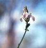 Photo of Rostellularia adscendens () - Thompson (DES), J.,Queensland Herbarium, DES (Licence: CC BY NC)