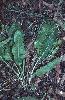 Photo of Rhaponticum australe () - Fensham, R.,Queensland Herbarium, DES (Licence: CC BY NC)