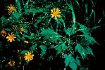 Photo of Tithonia diversifolia (Japanese sunflower) - Johnson, R.,Queensland Herbarium, DES (Licence: CC BY NC)
