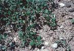 Photo of Trianthema portulacastrum (black pigweed) - Queensland Herbarium, DES (Licence: CC BY NC)