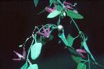 Photo of Tylophora grandiflora () - Forster, P.,Queensland Herbarium, DES
