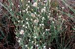 Photo of Vittadinia sulcata (native daisy) - Sharp, D.,Queensland Herbarium, DES (Licence: CC BY NC)