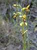 Photo of Diuris chrysantha (double yellow tails) - Thomas, R.,QPWS,2005