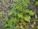 Photo of Tetragonia tetragonoides (New Zealand spinach) - Thomas, R.,QPWS,2002