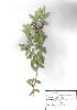 Photo of Leptospermum speciosum () - Ford, L.,QPWS,2005