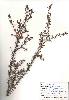 Photo of Acacia ulicifolia () - NPRSR,2002