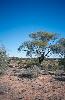 Photo of Acacia ammophila () - Pollock, A.,Queensland Herbarium, DES (Licence: CC BY NC),2003
