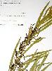 Photo of Acacia armitii () - Queensland Herbarium, DES (Licence: CC BY NC),2003