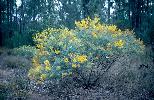 Photo of Acacia chinchillensis () - Pollock, A.,Queensland Herbarium, DES (Licence: CC BY NC),1998