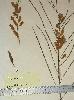 Photo of Acacia jackesiana () - Williams, P.,Queensland Herbarium, DES (Licence: CC BY NC),2003