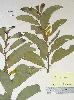 Photo of Acacia meiosperma () - Williams, P.,Queensland Herbarium, DES (Licence: CC BY NC),2003