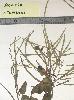 Photo of Acacia crombiei (pink gidgee) - Williams, P.,Queensland Herbarium, DES (Licence: CC BY NC),2003