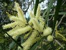 Photo of Acacia orites (mountain wattle) - Thompson (DES), J.,Queensland Herbarium, DES (Licence: CC BY NC),2005