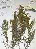 Photo of Acacia ramiflora () - Williams, P.,Queensland Herbarium, DES (Licence: CC BY NC),2003