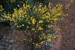Photo of Acacia rubricola () - Forster, P.,Queensland Herbarium, DES (Licence: CC BY NC),2003