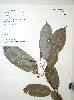 Photo of Acronychia acuminata () - Queensland Herbarium, DES (Licence: CC BY NC),2002