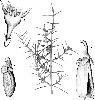 Photo of Apatophyllum teretifolium () - Smith, W.,Queensland Herbarium, DES (Licence: CC BY NC)