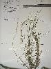 Photo of Aristida burraensis () - Williams, P.,Queensland Herbarium, DES (Licence: CC BY NC)
