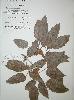 Photo of Brachychiton compactus () - Queensland Herbarium, DES