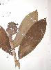 Photo of Cheilocostus potierae () - Queensland Herbarium, DES (Licence: CC BY NC)