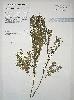 Photo of Comesperma praecelsum () - Queensland Herbarium, DES (Licence: CC BY NC)