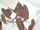 Photo of Crudia papuana () - Queensland Herbarium, DES (Licence: CC BY NC)