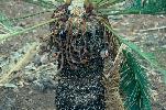 Photo of Cycas desolata () - Forster, P.,Queensland Herbarium, DES (Licence: CC BY NC)