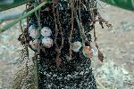 Photo of Cycas desolata () - Forster, P.,Queensland Herbarium, DES (Licence: CC BY NC)