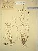 Photo of Fimbristylis micans () - Queensland Herbarium, DES (Licence: CC BY NC)