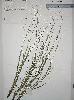 Photo of Gahnia insignis () - Queensland Herbarium, DES (Licence: CC BY NC)