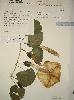 Photo of Ipomoea saintronanensis () - Queensland Herbarium, DES (Licence: CC BY NC)