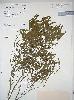 Photo of Leptospermum pallidum () - Queensland Herbarium, DES