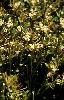 Photo of Myriophyllum artesium () - Fensham, R.,Queensland Herbarium, DES