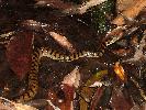 Photo of Tropidechis carinatus (rough-scaled snake) - Manning, B.,DEHP,2007