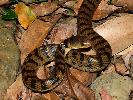 Photo of Tropidechis carinatus (rough-scaled snake) - Manning, B.,DEHP,2007