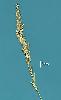 Photo of Festuca pratensis () - Smith, W.,Queensland Herbarium, DES