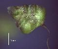 Photo of Briza minor (shivery grass) - Sharp, D.,Queensland Herbarium, DES (Licence: CC BY NC)