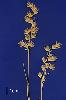 Photo of Eriachne helmsii () - Sharp, D.,Queensland Herbarium, DES (Licence: CC BY NC)